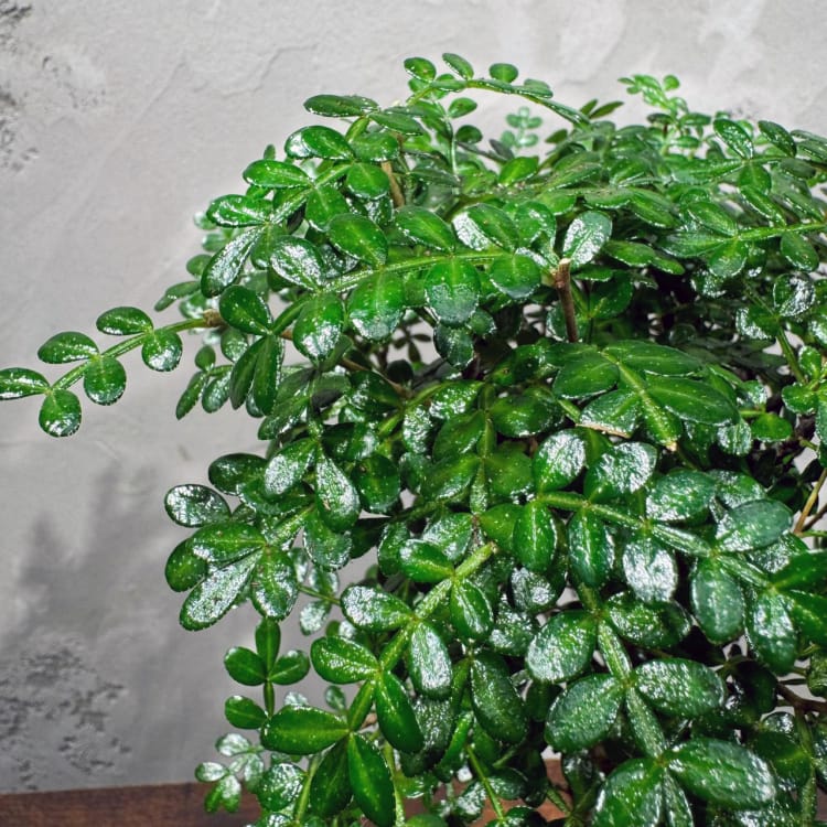 Бонсай Зантоксилум