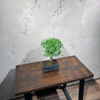 Бонсай Зантоксилум