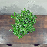 Бонсай Зантоксилум