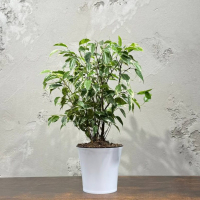 Фикус Бенджамина в кашпо D12 Фикус Бенджамина в кашпо D12