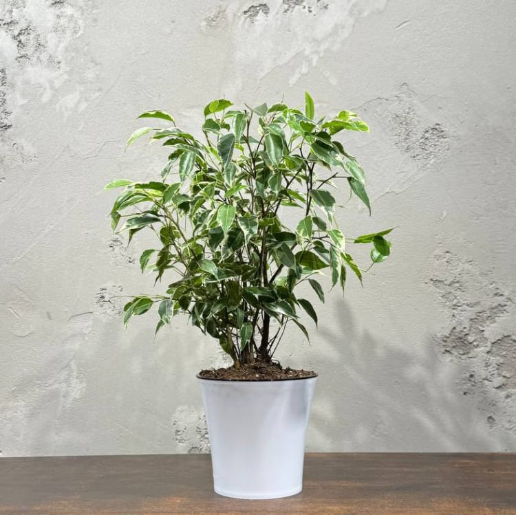 Фикус Бенджамина в кашпо D12 Фикус Бенджамина в кашпо D12