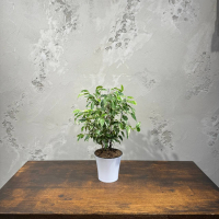 Фикус Бенджамина в кашпо D12 Фикус Бенджамина в кашпо D12