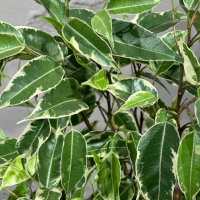 Фикус Бенджамина в кашпо D12 Фикус Бенджамина в кашпо D12