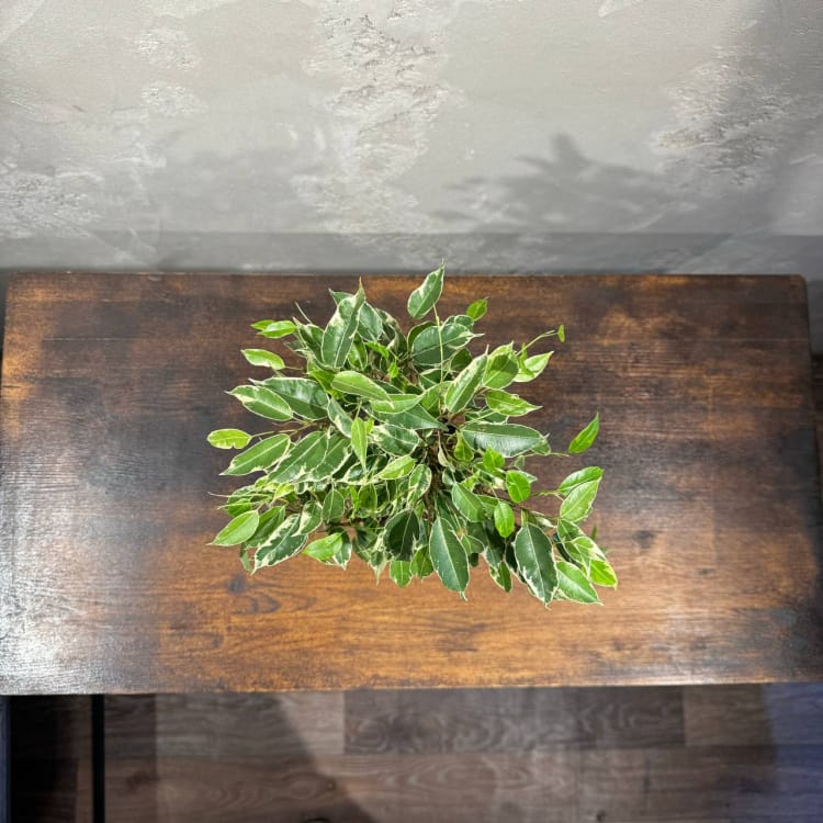 Фикус Бенджамина в кашпо D12 Фикус Бенджамина в кашпо D12