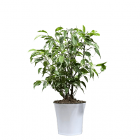 Фикус Бенджамина в кашпо D12 Фикус Бенджамина в кашпо D12