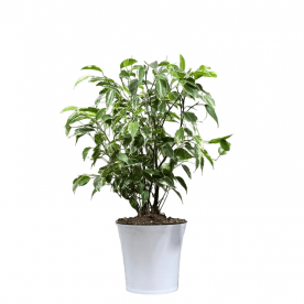 Фикус Бенджамина в кашпо D12