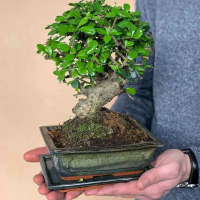 Бонсай Кармона с прямым стволом 12 лет Бонсай Кармона с прямым стволом 12 лет