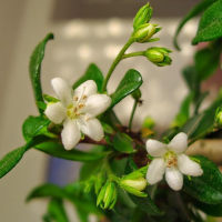 Бонсай Кармона с прямым стволом 12 лет Бонсай Кармона с прямым стволом 12 лет