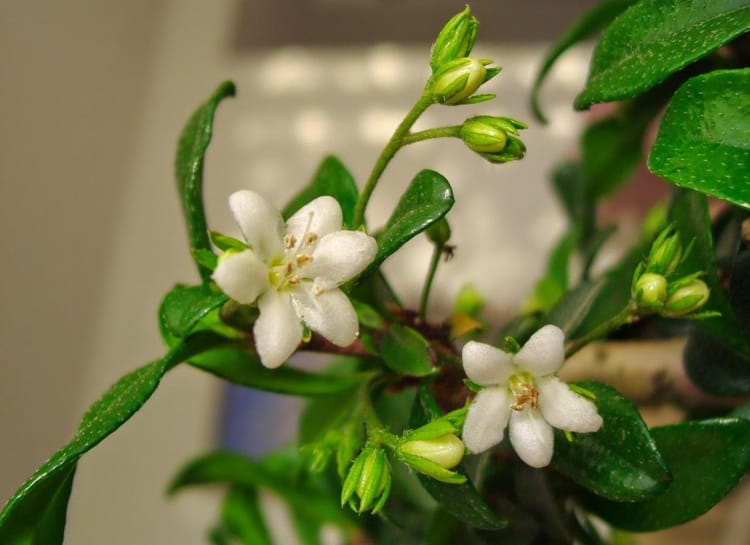 Бонсай Кармона с прямым стволом 12 лет Бонсай Кармона с прямым стволом 12 лет