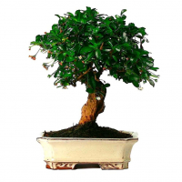 Бонсай Кармона с прямым стволом 12 лет Бонсай Кармона с прямым стволом 12 лет