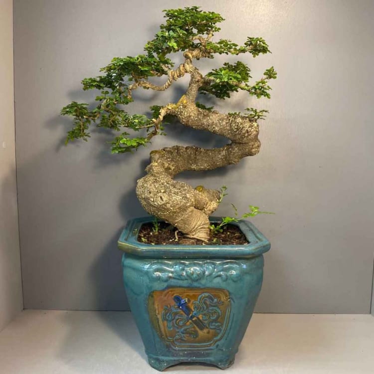 Бонсай - Ферониелла