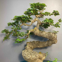 Бонсай - Ферониелла