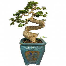 Бонсай - Ферониелла