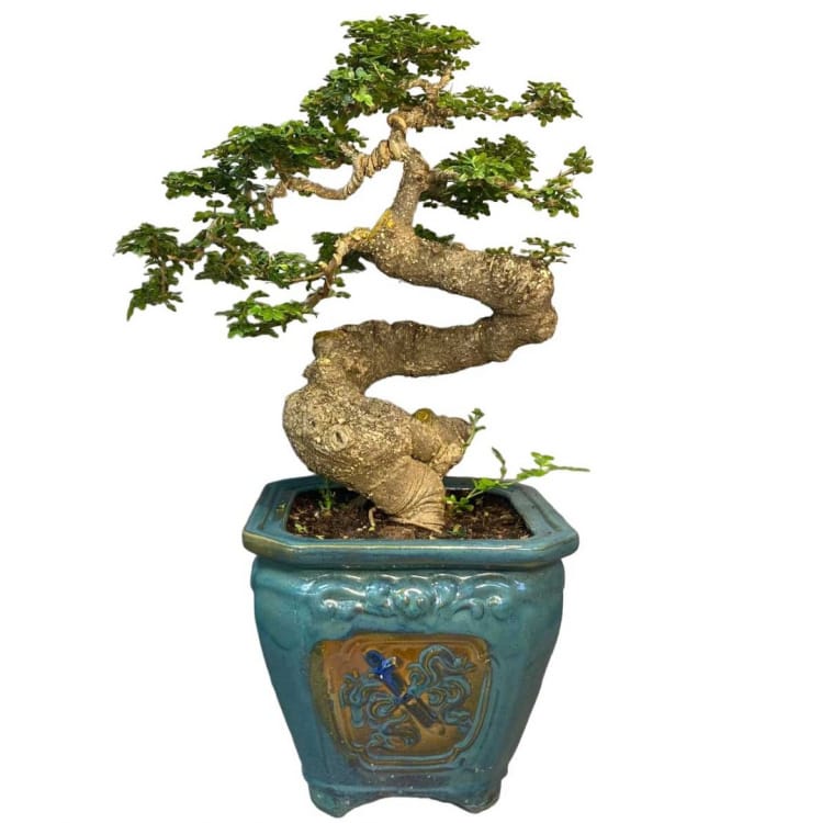 Бонсай - Ферониелла