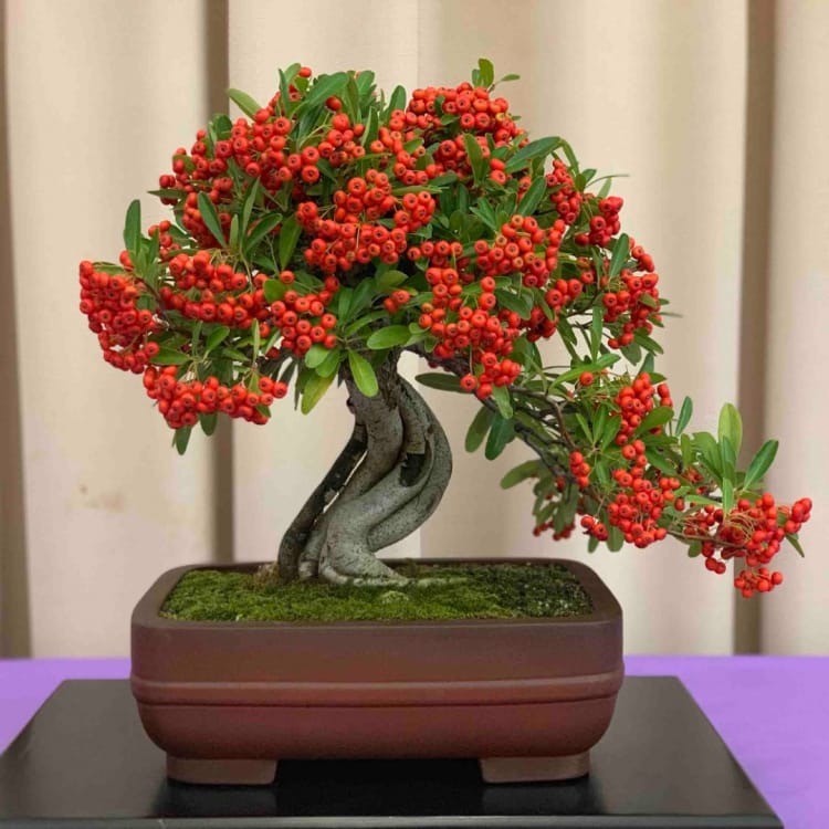 Пираканта Эксклюзив