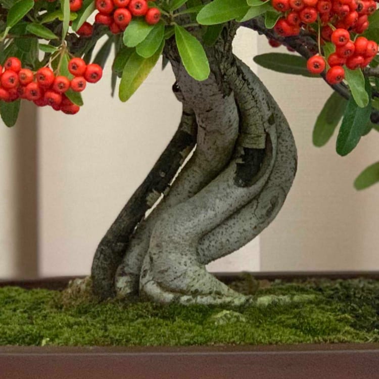 Пираканта Эксклюзив