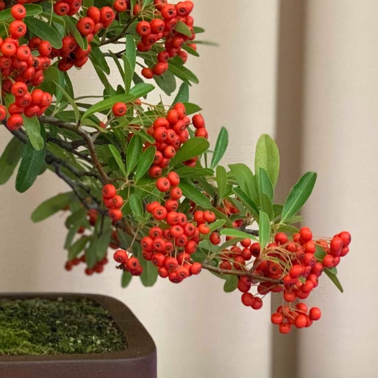 Пираканта Эксклюзив