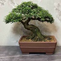 Бонсай - Десмодиум