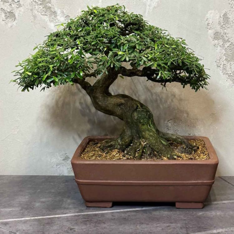 Бонсай - Десмодиум