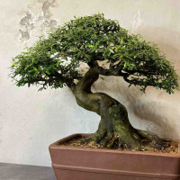 Бонсай - Десмодиум