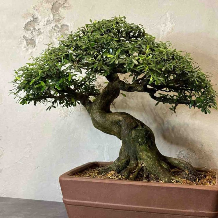 Бонсай - Десмодиум