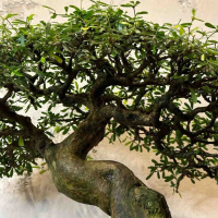 Бонсай - Десмодиум