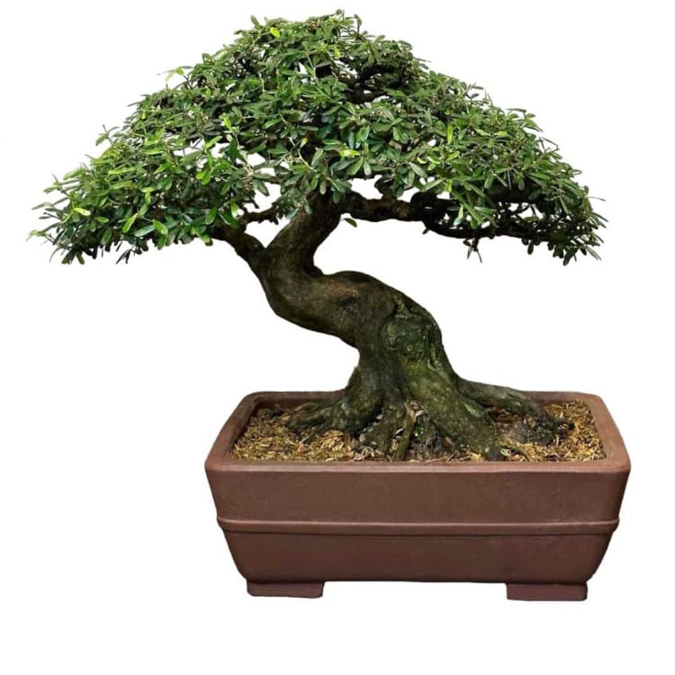 Бонсай - Десмодиум