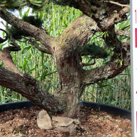 Бонсай Сосна Ниваки Эксклюзивный экземпляр