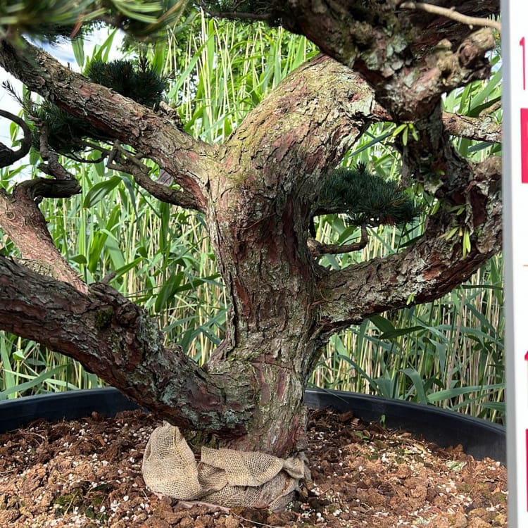 Бонсай Сосна Ниваки Эксклюзивный экземпляр