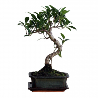 Бонсай Баньян 10 лет Бонсай Баньян 10 лет