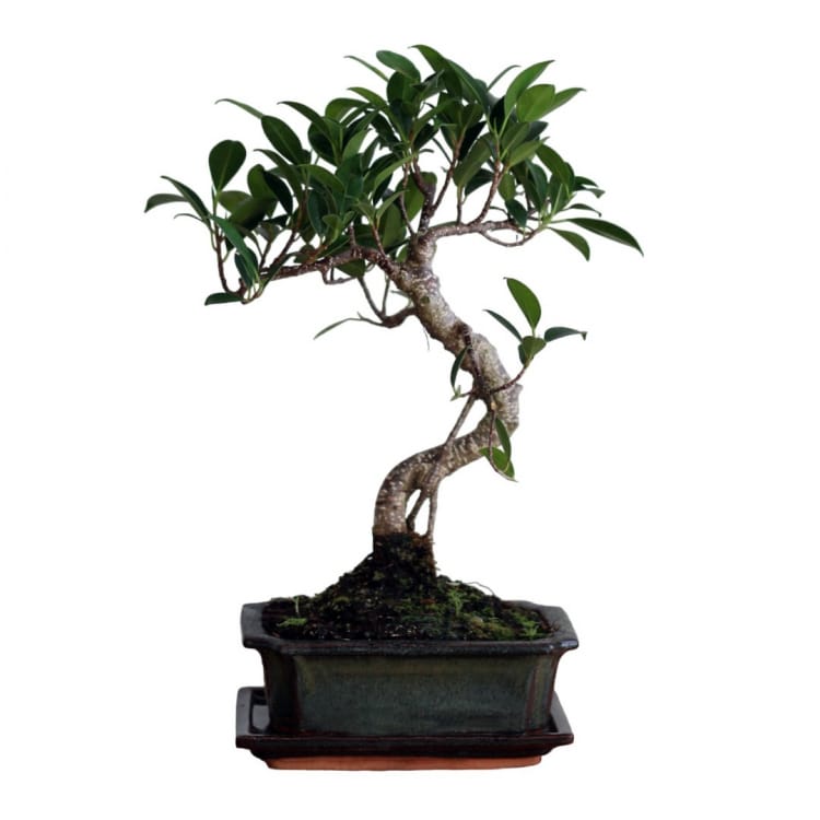 Бонсай Баньян 10 лет Бонсай Баньян 10 лет