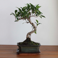 Бонсай Баньян 10 лет Бонсай Баньян 10 лет