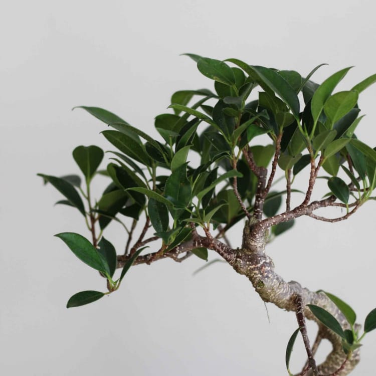 Бонсай Баньян 10 лет Бонсай Баньян 10 лет