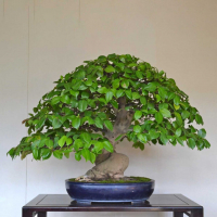 Бонсай - Баньян Эксклюзивный