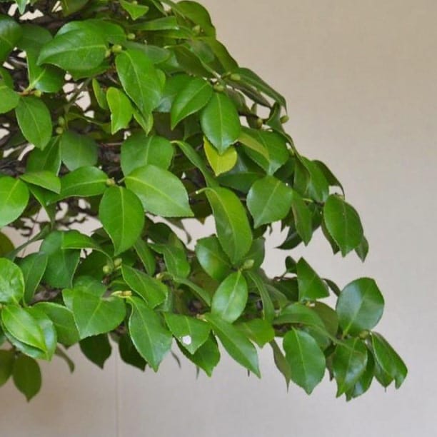 Бонсай - Баньян Эксклюзивный