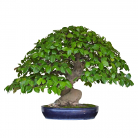 Бонсай - Баньян Эксклюзивный