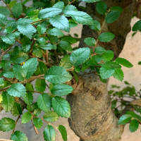 Бонсай Вяз 27 лет