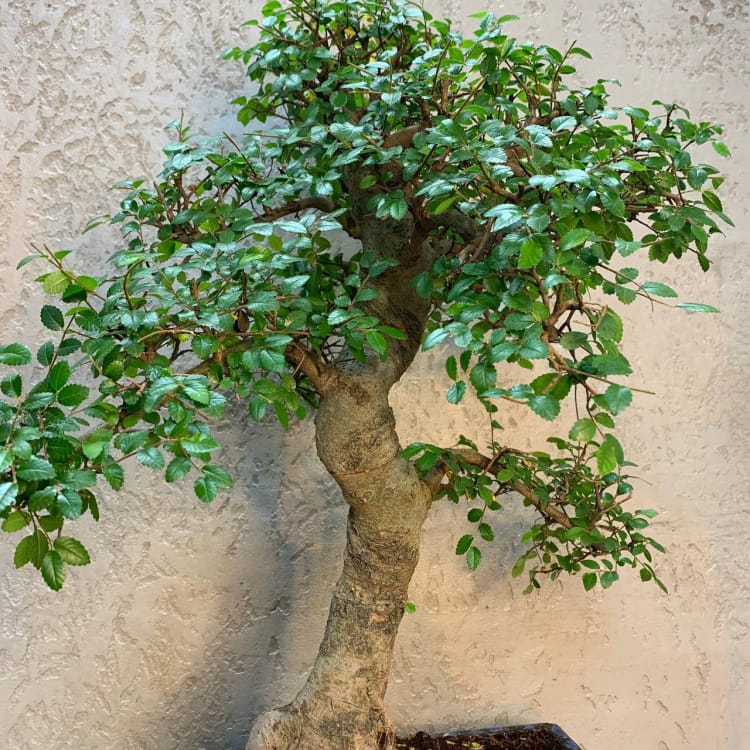 Бонсай Вяз 27 лет