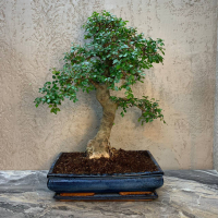 Бонсай Вяз 27 лет