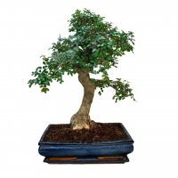 Бонсай Вяз 27 лет