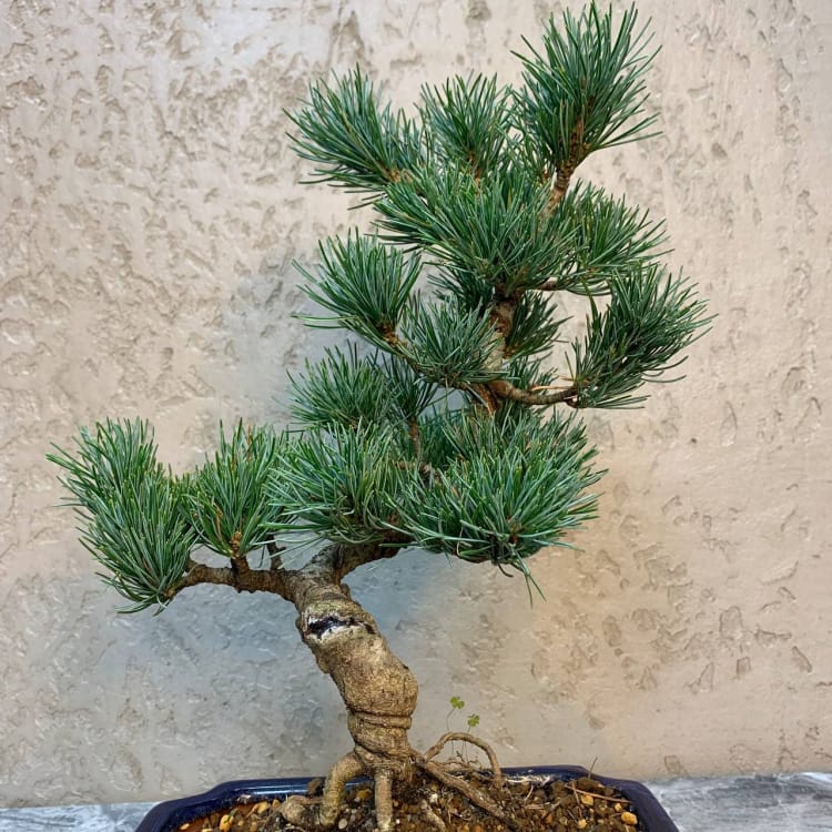 Бонсай - Японская Белая Сосна 18 лет