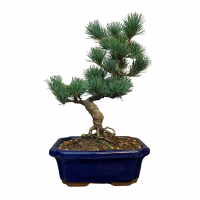 Бонсай - Японская Белая Сосна 18 лет