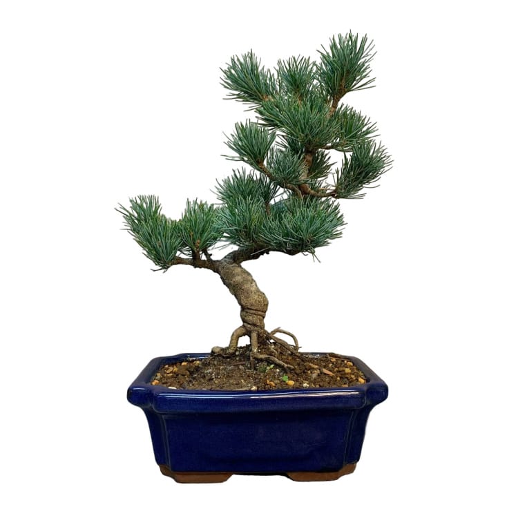 Бонсай - Японская Белая Сосна 18 лет