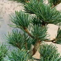 Бонсай - Японская Белая Сосна 18 лет