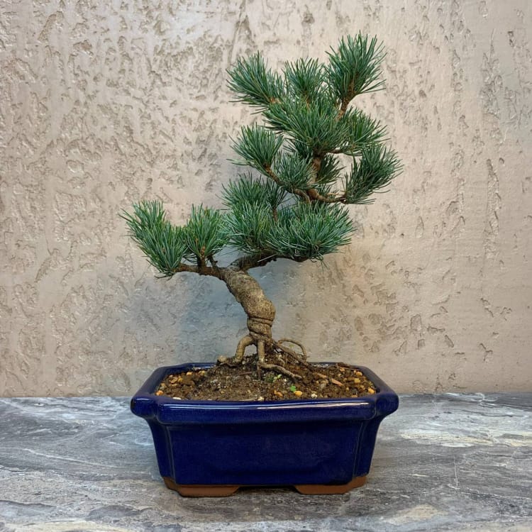 Бонсай - Японская Белая Сосна 18 лет