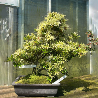 Бонсай Азалия Эксклюзивный экземпляр Бонсай Азалия Эксклюзивный экземпляр