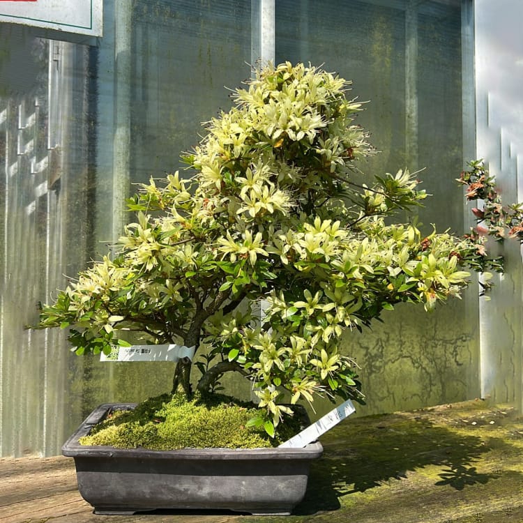 Бонсай Азалия Эксклюзивный экземпляр Бонсай Азалия Эксклюзивный экземпляр