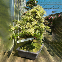 Бонсай Азалия Эксклюзивный экземпляр Бонсай Азалия Эксклюзивный экземпляр