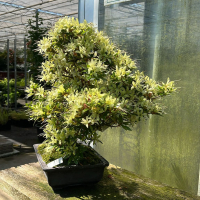 Бонсай Азалия Эксклюзивный экземпляр Бонсай Азалия Эксклюзивный экземпляр