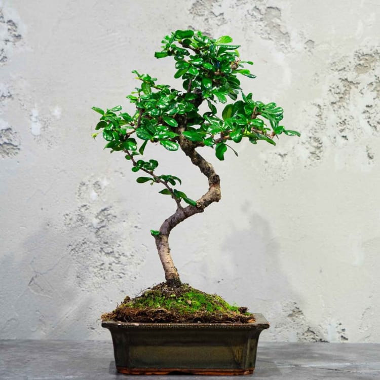 Бонсай Кармона - «Простота Ухода» Бонсай Кармона - «Простота Ухода»